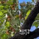 우짖는 직박구리 익어가는 뾰주리감 Woozy Brown-Eared Bulbul, Ripening Bbyojurigam 이미지