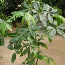 우드 스토리 이미지