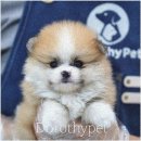 부산 강아지분양 도로시펫 이미지