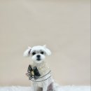 송댕송댕 이미지