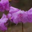 교룡산 둘레길 이미지