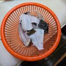 강서회센타 | [부산/강서] 명지시장 가성비 회포장 맛집 12번 소배횟집