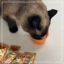 더드림종합몰 | 고양이 간식 추천 the드림에서 좋은 가격이 겟!