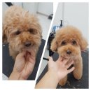 도브리댕 이미지