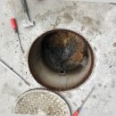 일상의 작은변화 | 하수구 막힘 문제와의 전쟁 후에 느낀 성남 내 일상의 변화와 솔직 후기