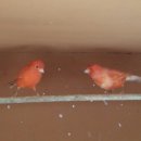 카나리아 이미지