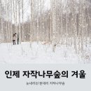 (01/27) 인제 자작나무숲과 가평 수목원 토요트레킹 안내입니다~!! 이미지