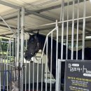 마리조아 이미지