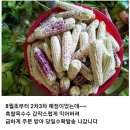 (종료)홍천 흑찰옥수수 월요일수확발송 주문받습니다 이미지