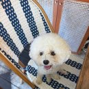 반 치앙마이 이미지