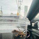 지에스25영종스타 | 인천 파충류샵 추천｜크레리즘 영종 크레스티드게코 도마뱀분양&amp;사육장&amp;용품 후기(입문 도마뱀)