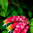 Centennial Park Conservatory 이미지