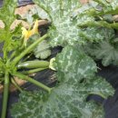 대광농장 2농장 이미지