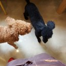 빵이펫살롱 이미지