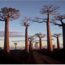 220816 마다가스카르 바오밥 나무 이미지