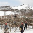 황태덕장 이미지