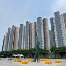 [경북/영천] 대구근교 가볼만한곳 영천생태지구공원 보라유채꽃 꽃양귀비 등 여름꽃 6월 개화상황