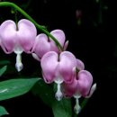 영혼의친구 이미지