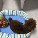 댕편한세상 이미지