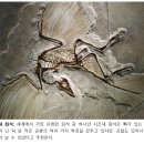 (자연과학의 역사) 84. 시조새 – 리처드 오언(1804~1892년), 토머스 헨리 헉슬리(1825~1895년) 이미지