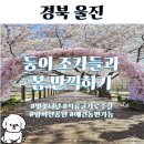 수산리-4 | 울진 벚꽃길 석류굴 근처 가로수길 왕피천공원 쌍둥이 조카와 다녀온 후기