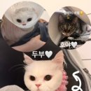 서울고양이미용실 네이버블로그
