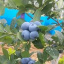 영풍농장 이미지