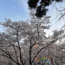 잠실역 3번출구(앞) | [송파 잠실] 실시간 석촌호수 벚꽃 개화 상황(4/1) &amp; 사람 없는 포토스팟 명당📸