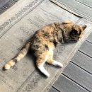 청평자연휴양림 | [내돈내산 솔직후기] 청평자연휴양림 숙소 후기 (장단점 상세 분석)