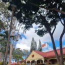 하궁농장 | 하와이호놀룰루 Dol파인애플