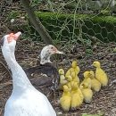 가나안농장 이미지