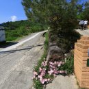 섬진강 찔레꽃 언덕 이미지