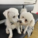 어썸 강아지 호텔 & 목욕 이미지