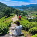 보성애견 이미지