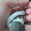 버려지는 양말목에 가치를 더하는 새활용 안마봉 만들기(3분기) | 사항/ 8마리 키우는 집사의 리얼 후기 /아크릴 케이지 집 꾸미기/ 양말목 바인 은신처 만들기 (영상 첨부)