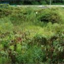 불은면-3 이미지