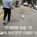 강아지 문제행동 탈출! 웰독의 따뜻한 방문훈련 리얼 후기(with 서수석대표)