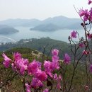 참꽃 이미지