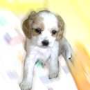 강아지와 고양이 이미지