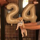 컴퓨터 | | 당진 | 충남 풀빌라 애견동반 독채 숙소 생일파티 후기 할인 꿀팁 - 경복궁한옥스테이