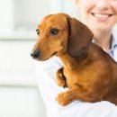 엔케어동물의료센터 이미지