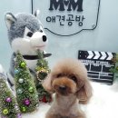 mm애견공방 이미지