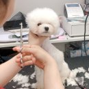 올리스 펫 쌀롱 이미지