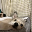 몽몽(MongMong) 이미지