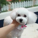 옥천애견미용 이미지
