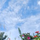 동춘다누리체육센터 | 인천 동춘동 동춘다누리체육센터 백일홍의 마지막을 함께하자