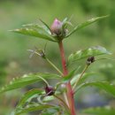 뉴그린팜 이미지