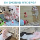 댕댕포유 이미지