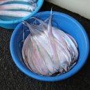 사천읍시장 브런치