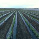 서도농장 이미지